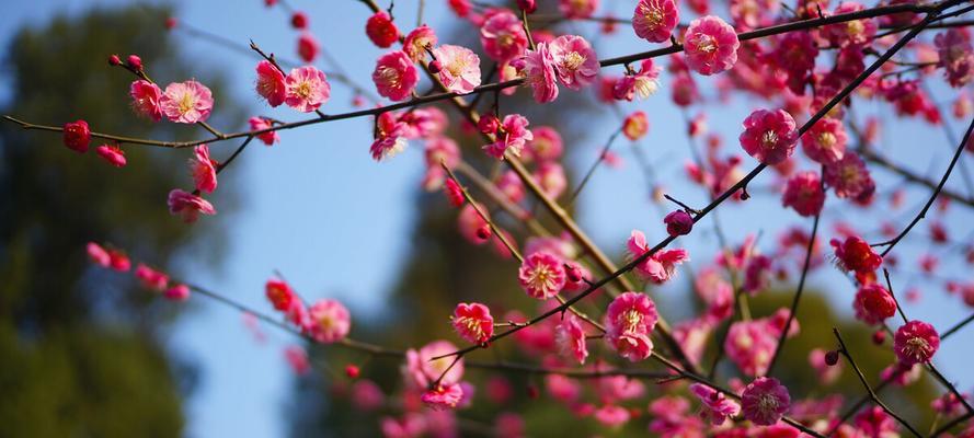 梅花的象征意义与美学价值（中国文化中的梅花美学——高洁坚毅之象征）