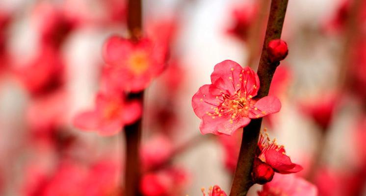 梅花的象征意义与美学价值（中国文化中的梅花美学——高洁坚毅之象征）