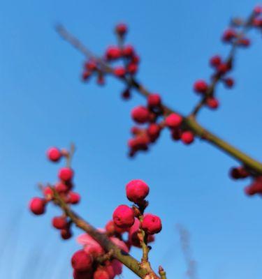 梅花的象征意义与美学价值（探索梅花所蕴含的文化、哲学与审美内涵）