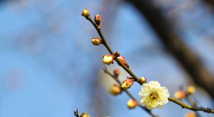 梅花的象征意义与美学价值（探索梅花所蕴含的文化、哲学与审美内涵）