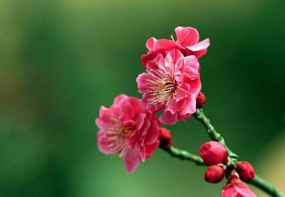 梅花的象征意义与美学价值（探索梅花所蕴含的文化、哲学与审美内涵）