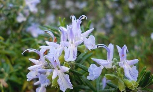 迷迭香的花语与意义（探寻迷迭香花语的神秘之处）