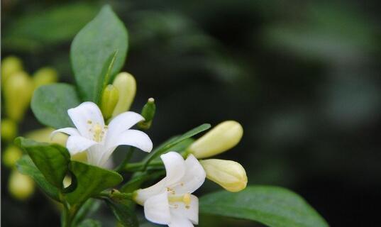 米兰花（传承千年的花语和神话）