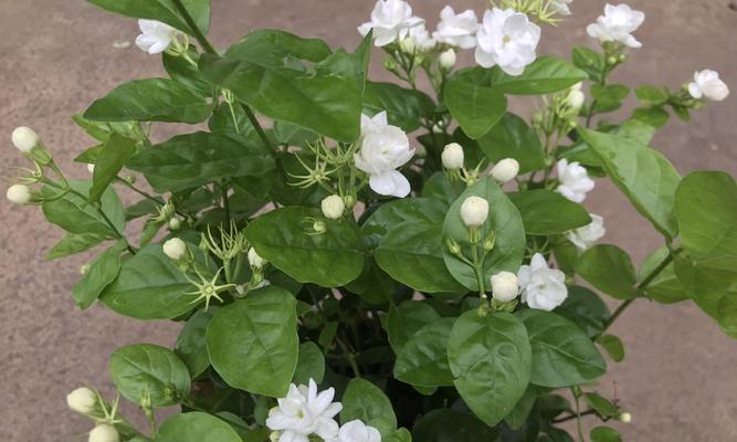 茉莉花的花语与寓意（茉莉花的香气和美丽中所蕴含的秘密）