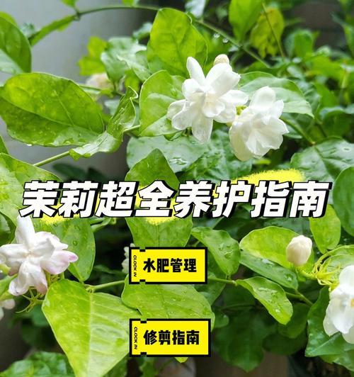 茉莉的寓意——清新芬芳的象征（花香袭人，心灵的净化）