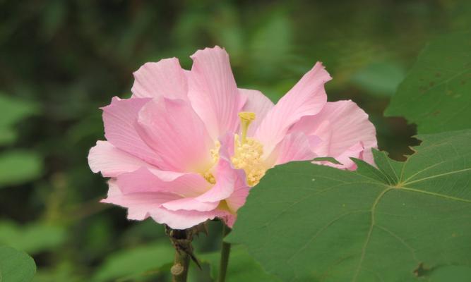 木芙蓉花之美与花语（解读木芙蓉花的花语及其传承之美）