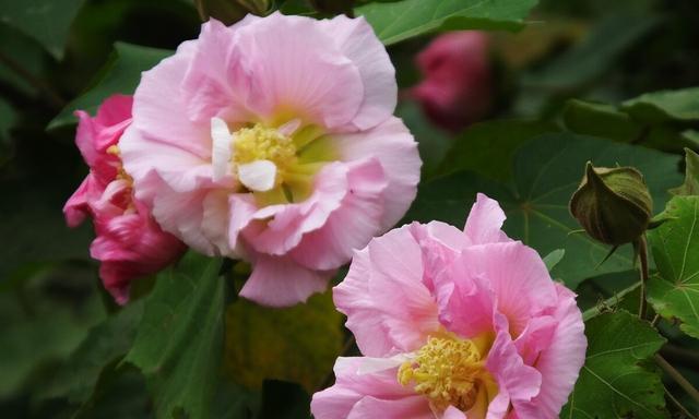 木芙蓉花之美与花语（解读木芙蓉花的花语及其传承之美）