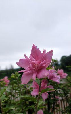 木槿花语与寓意（探寻木槿花的深层含义，领悟生活中的哲理与智慧）