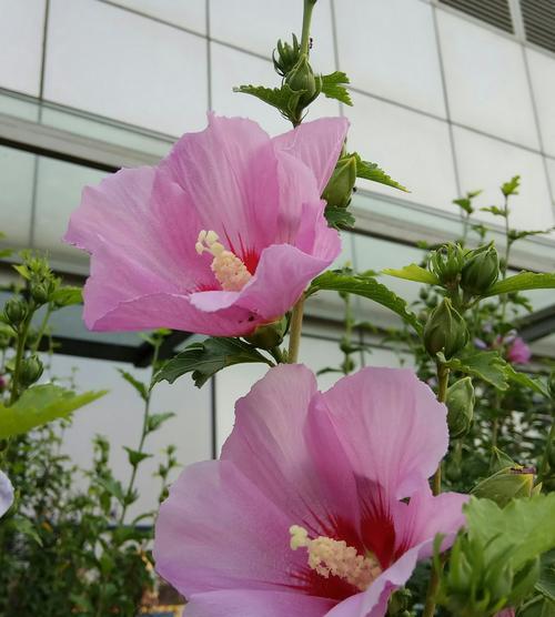 木槿花花语——寓意与传承（传承千年的花语之美）