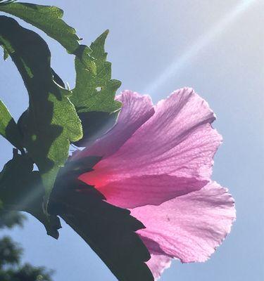 木槿花花语——寓意与传承（传承千年的花语之美）