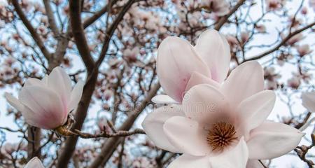 木兰花的花语与象征意义（传承坚韧和自由之美）