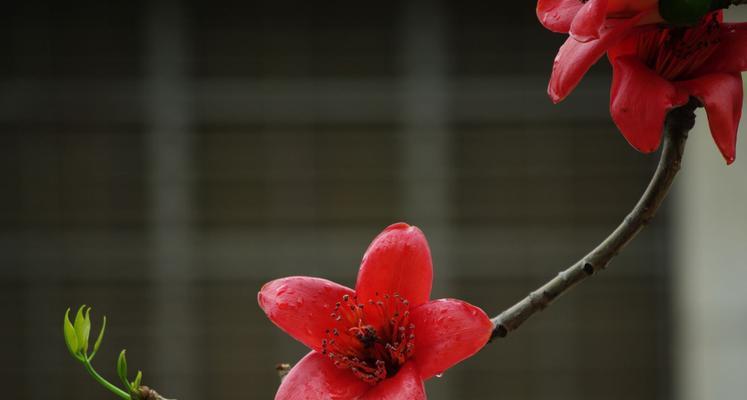 木棉花的美丽与寓意（探寻木棉花背后的深刻意义）