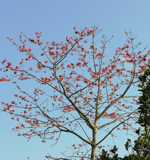 木棉花的美丽与寓意（探寻木棉花背后的深刻意义）