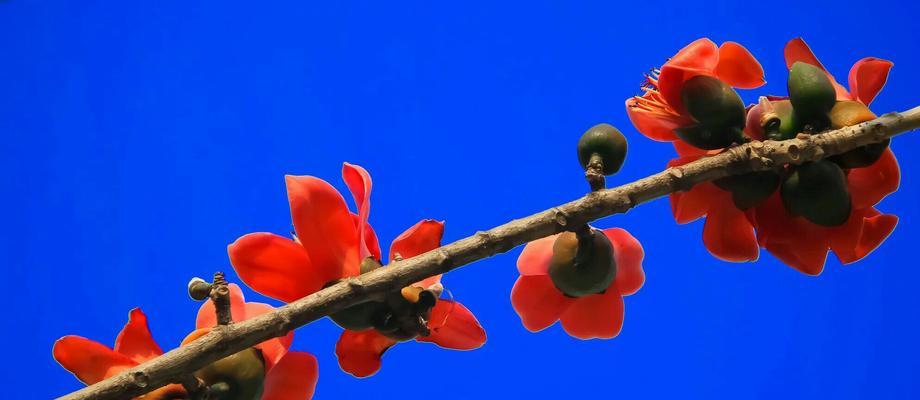 木棉花的象征意义与美丽之旅（木棉花的意义、特点与文化内涵）