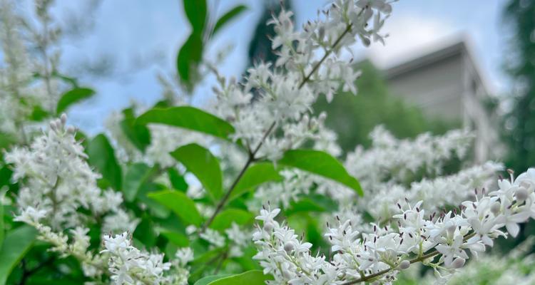 女贞花（探索女贞花的花语及其象征意义）