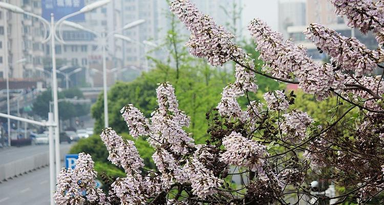 泡桐花语与寓意（桃源人间的浪漫象征，泡桐花与心灵的对话）