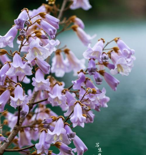 泡桐花语与寓意（桃源人间的浪漫象征，泡桐花与心灵的对话）