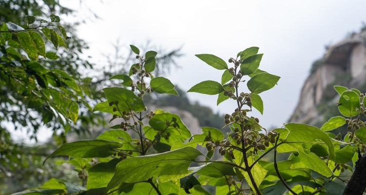 泡桐花的花语与传说（追寻春天的味道，泡桐花的花语与传说）