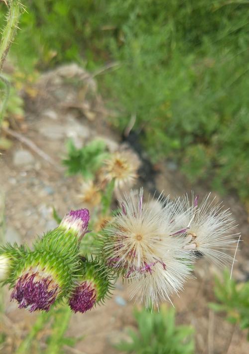 蒲公英的花语和传说（探寻蒲公英的神秘意义）