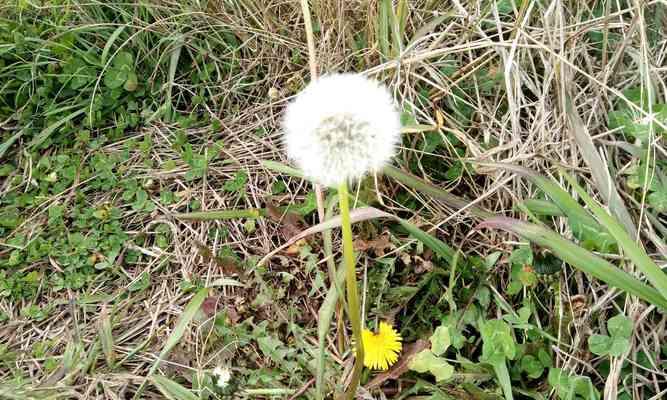 蒲公英花（蒲公英花的生命与力量）