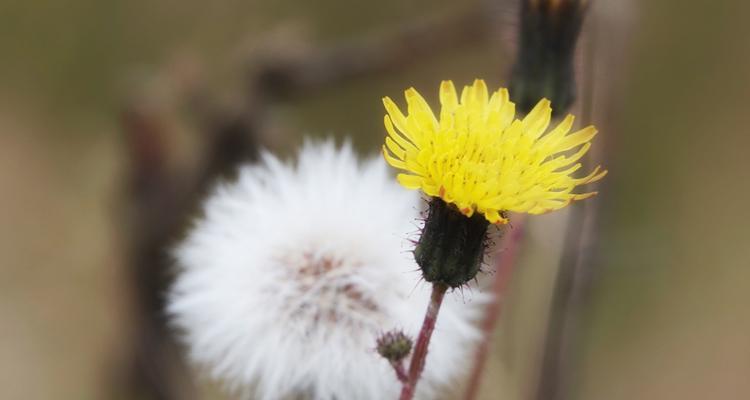 蒲公英花（蒲公英花的生命与力量）