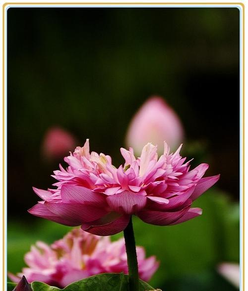 千瓣莲的花语（以千瓣莲花为象征的坚持不懈与追求完美的精神）