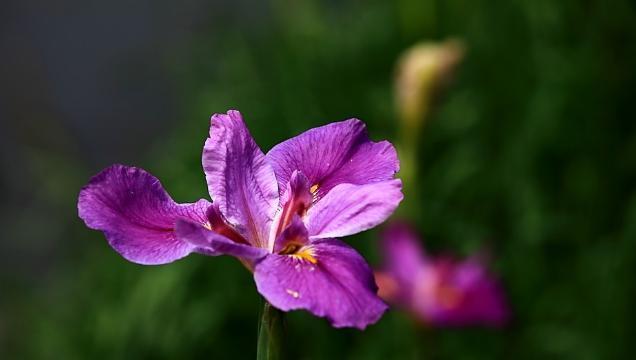 千代兰的花语与寓意（传承美好的永恒之花）