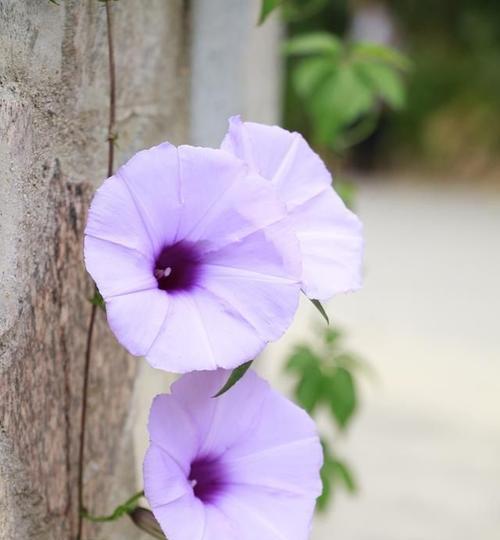 牵牛花的花语与寓意（解读牵牛花花语，揭示其美丽背后的隐含寓意）