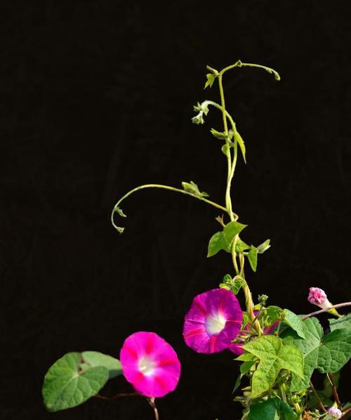 牵牛花的花语与寓意（解读牵牛花花语，揭示其美丽背后的隐含寓意）