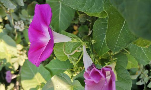 牵牛花（追逐梦想的力量——牵牛花传说解析）