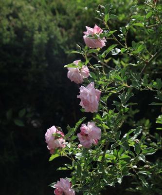 蔷薇花的花语与寓意（探究蔷薇花的各种寓意及其象征意义）