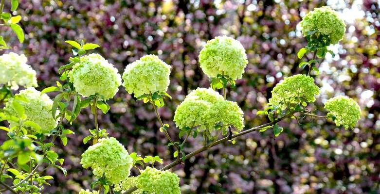 以琼花（以琼花的花语及其深层意义）