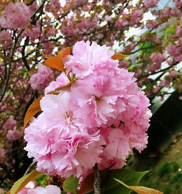 樱花之美（日本樱花的花语和象征意义）