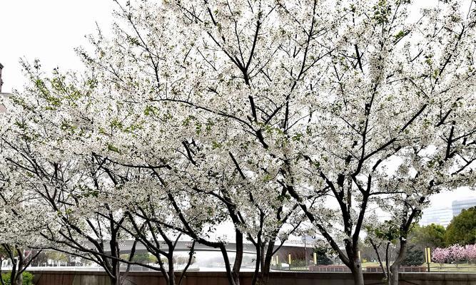 樱花之美（日本樱花的花语和象征意义）