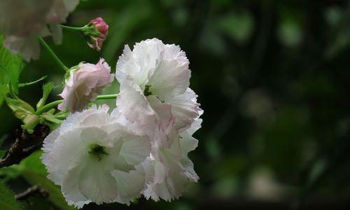 樱花盛开，美丽绽放（日本樱花的意义与文化传承）