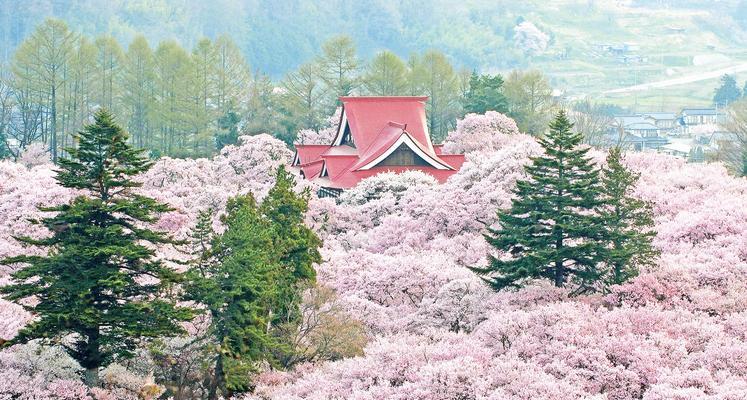 樱花盛开，美丽绽放（日本樱花的意义与文化传承）