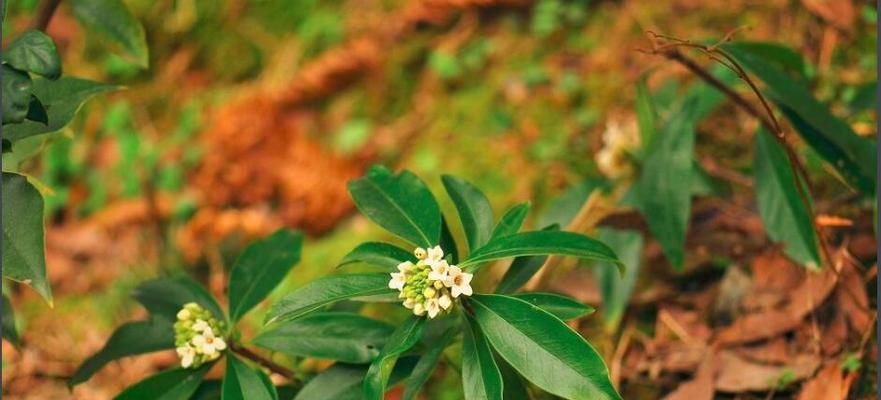 以瑞香花的花语与生活智慧