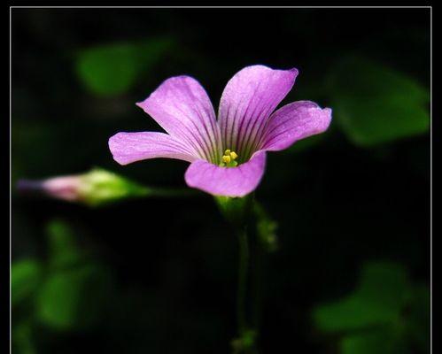 三叶草的花语和象征意义（探究三叶草的幸运之谜）