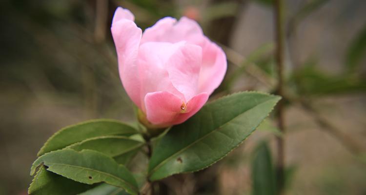 山茶花的寓意与象征意义（探索山茶花的美丽传说与文化背景）