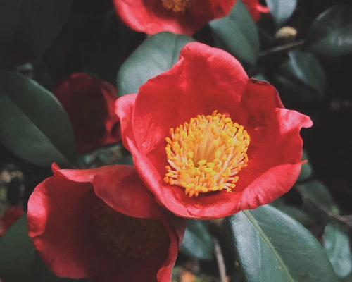 山茶花的花语（山茶花的花语及其象征意义）