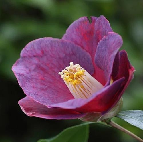 山茶花的花语（山茶花的花语及其象征意义）