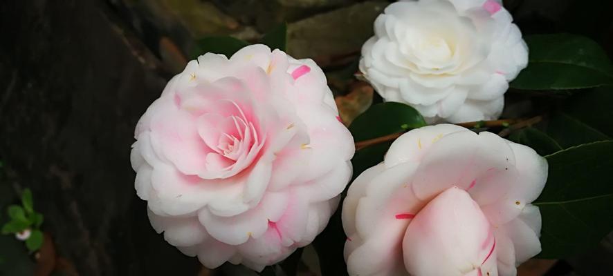 山茶花的花语——坚强与永恒（探寻山茶花的花语，揭示其坚韧与长久的象征意义）