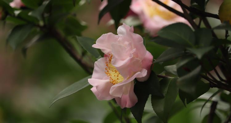 山茶花的寓意与象征意义（传递爱与美的花——山茶花）