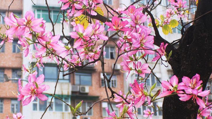 紫荆花叶子发黄，该如何处理（解决紫荆花叶子变黄的有效方法）