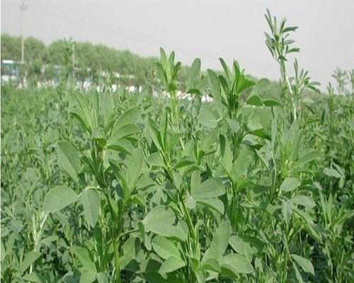 如何种植紫花苜蓿（掌握紫花苜蓿的生长习性和种植技巧，轻松打造高产优质的牧草地）