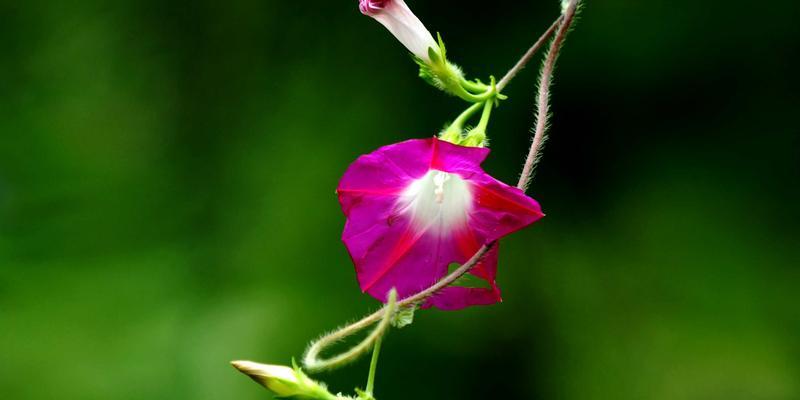 夏日绽放，百花争艳（探寻夏季盛开的8种鲜花）