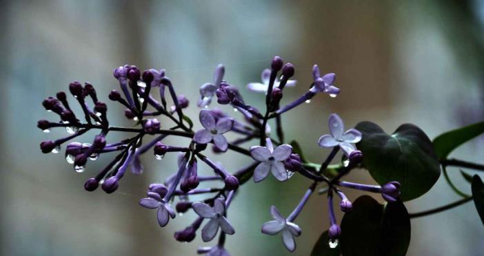 如何让丁香花安全越冬？（丁香花越冬的技巧和注意事项）