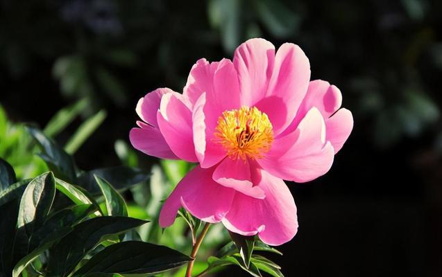 如何正确浇水，让芍药度过寒冷的冬季？（冬季芍药浇水指南，八个技巧帮你轻松应对）