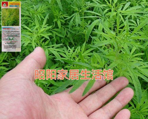 荆芥种子的种植与养护（以荆芥种子作为原料，自己动手种植，品尝鲜美味道。）