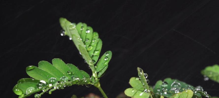 含羞草幼苗养护指南（打造自己的含羞草花园，关注细节以获得满意的成果）